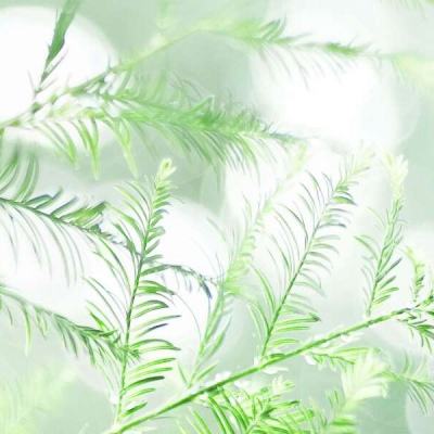 中芯国际(688981)：毛利率恢复缓慢或是“成长的烦恼”